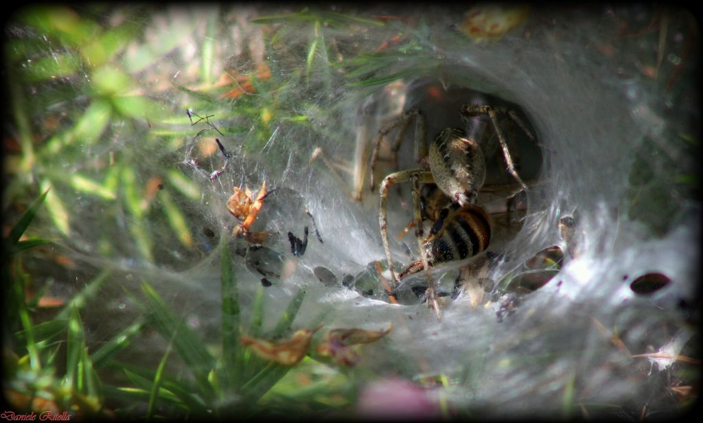 Agelena labyrinthica femmina - Civitella Alfedena (AQ)